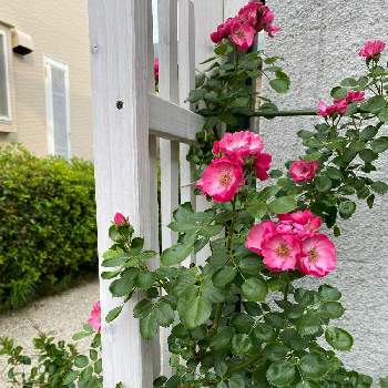 お花のパワーの画像 by Chiharuさん | 小さな庭とピエールドゥロンサールとアンジェラと癒やしとおうち時間とマイガーデンとお花のパワーと私の庭とガーデニングと花のある暮らしと薔薇♪と庭時間とばら バラ 薔薇