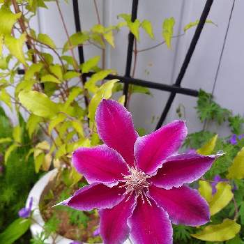 クレマチス 鉢植えの画像 by マルナムさん | 小さな庭とお花大好きとおうち園芸とみどり大好きと可愛い〜♡と❤️いいね、ありがとうと癒されます♥と花のある暮らしとクレマチス 鉢植え