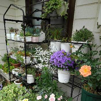 庭の植物の楽しみの画像 by 香代子ね✨さん | テラスと花のある暮らしと庭の植物の楽しみとおうち園芸