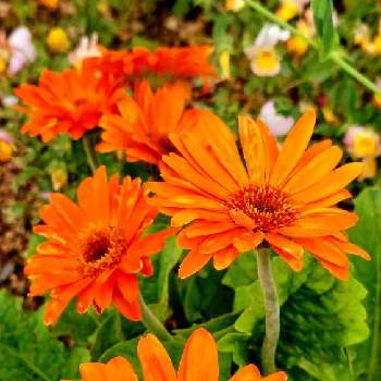 オレンジの花の画像 by みいちゃんさん | オレンジの花とガーベラ♡とガーベラの花と❤️ガーベラ