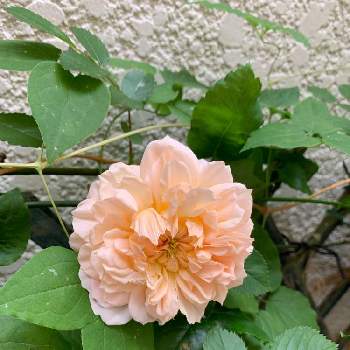 エブリン   バラの画像 by エリカさん | 玄関とスマホ撮影と薔薇愛同盟とありがとう♡と美しい色とおうち園芸とエブリン   バラと春のいちばん花とナチュラルスタイルと花のある暮らしと薔薇♪と良い香りと咲いた！
