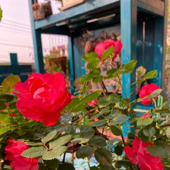 チェリーボニカの画像 by rabeさん | 小さな庭と赤い薔薇とチェリーボニカと柏市と赤い花とパーゴラDIYと夏越し・冬越しとお花が咲いたと宿根・多年草とiPhone撮影