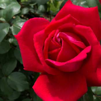 京都府立植物園の画像 by たけのこのっこさん | とどろきとバラ特集とばら バラ 薔薇とバラはいいなぁと赤い花とバラ・ミニバラと京都府立植物園