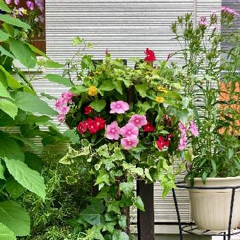 鮮やか の画像 by みなさん | 小さな庭とニチニチソウとヘデラとハンギングバスケットとハンギングと鮮やか と花のある暮らしとかわいい花とグリーン