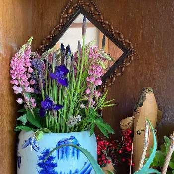 ノボリフジ,アヤメ,キダチアロエ,山形,おもてなし花の画像