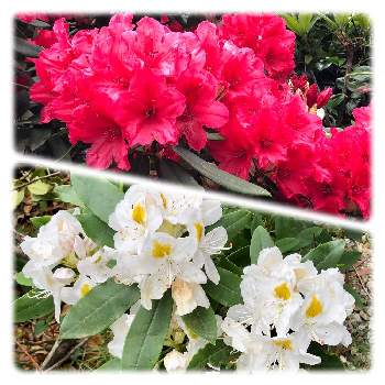シャクナゲ！の画像 by みちさん | 小さな庭と赤い花❤と花と暮らすと初夏の庭とシャクナゲ！と白い花♡