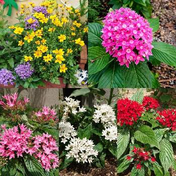 ペンタス,公園の花壇,開花期 5月～9月,春に咲く花,花色  白、桃、赤、紫、複色の画像