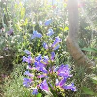 ペンステモン エレクトリックブルー,カレープラント,ハーブガーデン,手作りの庭,紫色の花の画像