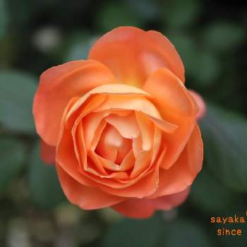 千葉県の画像 by sayakaさん | 小さな庭と薔薇♪と千葉県とレディ エマハミルトンとばら バラ 薔薇