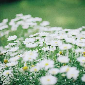 デイジーの画像 by yohiさん | お出かけ先とフランス菊とデイジーと新緑の季節と癒しのグリーンと花の群生地フォトコンと可愛い花と公園とお散歩写真とガーデニング初心者と小さい花と公園散歩と白い花とお散歩とお花は癒しとガーデニングとフィルムカメラとフィルム写真