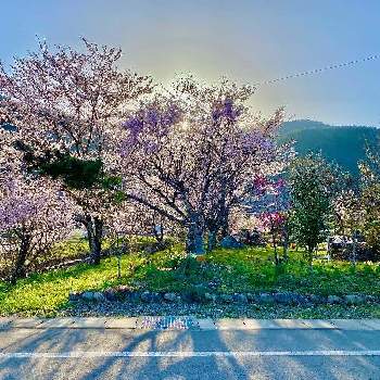 和の花の画像 by Kay_Tama-gsk さん | お出かけ先と郡上市と春のお花とさくら街道と岐阜県とシルエットと和の花