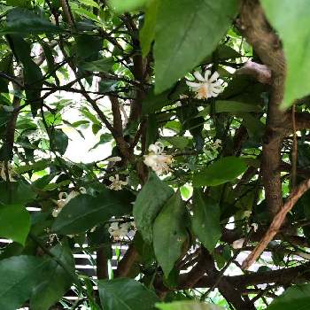 レモンの蕾の投稿画像一覧 Greensnap グリーンスナップ