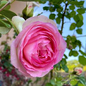 キュンなspring❁⃘*.ﾟの画像 by Chopin(ショパン)さん | ピエールドゥロンサールと金曜日の蕾たちとピエール  ドゥ  ロンサールとばら バラ 薔薇とバラはいいなぁとピンクの花とバラ・ピエールドゥロンサールとマイガーデンと金曜キラキラと金曜ローズショーと美しいとピンクとフレンチ  ラベンダーと青空とコラボシリーズと濃いめ投稿と花のある暮らしと被災地にエールを…。とバラ・ミニバラと青空とキュンなspring❁⃘*.ﾟとバラのある暮らし
