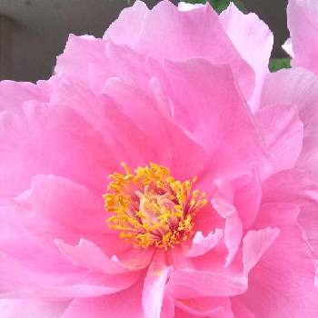 牡丹の画像 by midorinさん | 牡丹とおうち園芸と乙女色クラブと春色ピンクと庭の花と木