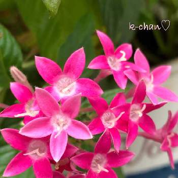 ペンタス,お花大好き♡,中庭,今日のお花,花のある暮らしの画像