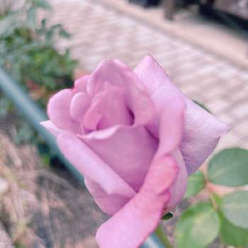 ブルームーンの画像 by lavender &rose  さん | フェンスとブルームーンとラブリー♡とHTとばら バラ 薔薇とバラ大好きと花色と紫色の花とバラのある暮らしと四季咲きと花いろいろと大きくなーれ♡と癒されます♥と元気に育ててますよと花のある暮らしと薔薇♪とマイ♡ローズガーデンとバラを楽しむと金曜ローズショー
