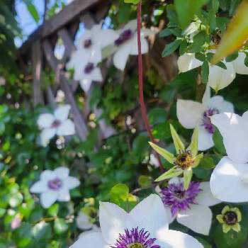 テッセン(クレマチス),わが家の観葉植物❢,半日陰,季節の花,おうち園芸の画像