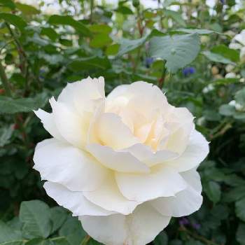 公園散歩の画像 by よっちゃんさん | お出かけ先と真っ白な花としぞーか勢と公園散歩と植物に癒されてと薔薇の花