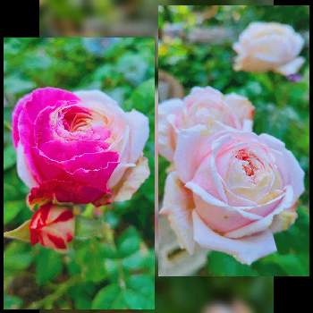 薔薇好きの画像 by な～ちゃんさん | 小さな庭と薔薇好き