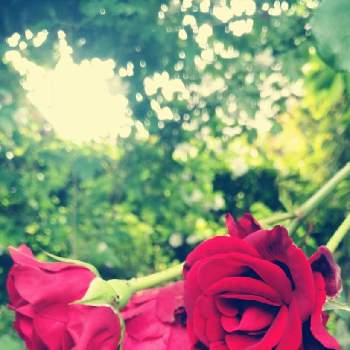 良い香りの画像 by pommeepatanteさん | 小さな庭とバラ ドン・ファンと増え続ける植物と春のお花とばら バラ 薔薇と季節と良い香り