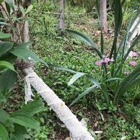 オリーブ,害虫対策,おうち園芸,キュアシート,オリーブアナアキゾウムシの画像