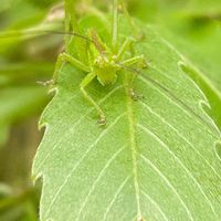 コナラ,山野草,樹木,里山,昆虫シリーズの画像