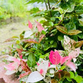 キョウチクトウ科の画像 by のんさん | 広い庭とハツユキカズラとキョウチクトウ科と新葉と白い葉っぱとつる性植物とテイカカズラ属と新芽とピンク色の葉っぱ