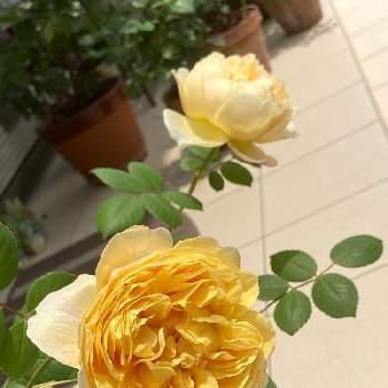 香る花の画像 by セスさん | アプローチと花木と黄色の花と香る花と金曜ローズショー