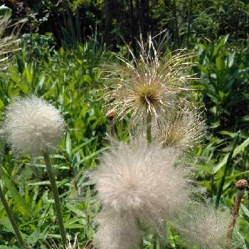 オキナグサの綿毛の一覧 Greensnap グリーンスナップ