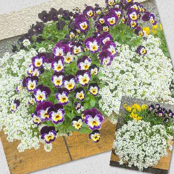 白色の花の画像 by 花奏さん | 小さな庭とビオラとアリッサムと紫色とモコモコ♡とこんもりと寄せ植えと黄色と多年草と白色と花いろいろと小花とかわいいと白色の花と緑色