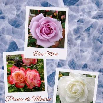 かわいいお花の画像 by はっぴーさん | 小さな庭とばら バラ 薔薇とバラ大好きとつるバラときれいなお花と美しい薔薇とバラ・つるアイスバーグとかわいいお花とブルームーン♡と薔薇 ノヴァーリスとバラ＊ジュビレ デュ プリンス ドゥ モナコ
