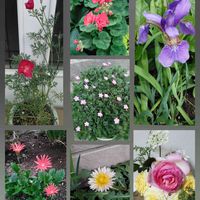 ゼラニウム,花菱草,日本ガーベラ,はなびし草,緋ももいろタンポポの画像