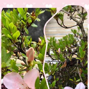 皐月の画像 by コロコロロさん | バルコニー/ベランダと皐月とサツキと皐月盆栽とピンクワールドへ ようこそと金曜日の蕾たちと愛と平和