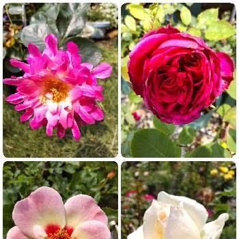 綺麗な色♡の画像 by Chieko☆さん | YUMIKO印とモコモコ印と可愛い花と大好きと綺麗と私の庭と綺麗な色♡とぷりん印と可愛い♡