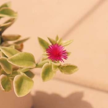 斑入りベビーサンローズ♡の画像 by ®️inaさん | 小さな庭と花のある暮らしと愛知県とベビーサンローズ❤︎と斑入りベビーサンローズ♡