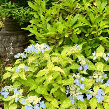 M's Ajisai( Hydrangea)の画像 by 美野美谷さん | 広い庭とM's Ajisai( Hydrangea)と和の庭と庭景色と山紫陽花 伊予錦と斑入り葉