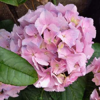 綺麗な色の画像 by na-noさん | 小さな庭と母の日プレゼントと鉢植えアジサイと綺麗な色