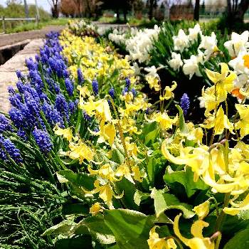 可愛いなぁの画像 by 畔道烏さん | お出かけ先とムスカリとキバナカタクリと癒やされると今年も会えたと可愛いなぁと心、ほっこりと花から元気をと散歩道と黄色の花と花のある暮らしと紫の花