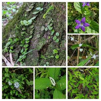 二人静の投稿画像一覧 Greensnap グリーンスナップ