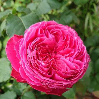 いい色♡の画像 by ＹＵＭＩＫＯさん | 小さな庭と私の癒し♡と薔薇愛同盟と花が好き❤とわれら17年組とおうち園芸とお花に癒されてと植中毒とゆうぜん♥️といい香りと花のある暮らしとYUMIKO薔薇2022と大好き♡︎ʾʾとかわいいな♡といい色♡