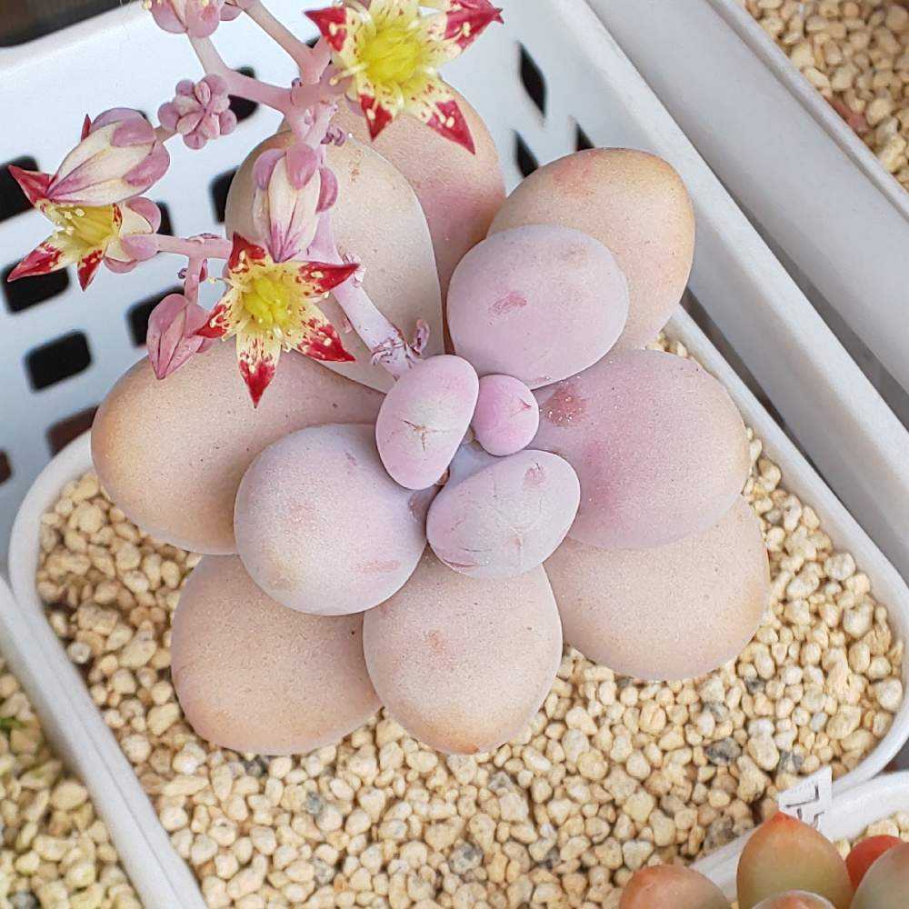 ❀303 アメジスティナム 2022.05.19更新｜🍀GreenSnap（グリーンスナップ）