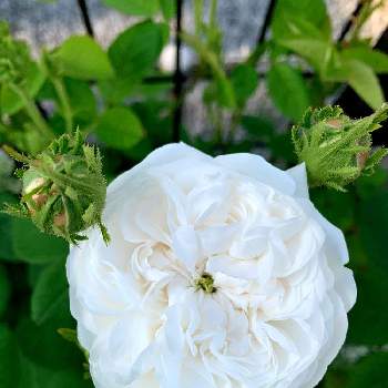マダムアルディの画像 by Ru-raさん | 小さな庭と薔薇の美学と虜になると薔薇ゼミ在籍とマダムアルディと薔薇の安らぎと薔薇薔薇という感じ