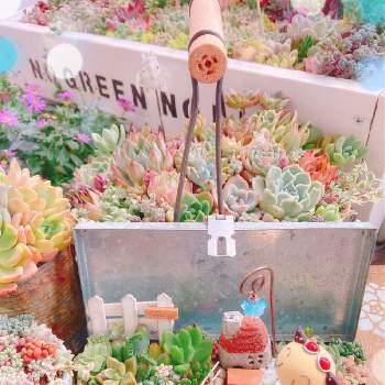 小さな箱庭,多肉植物寄せ植え,花の15年組,ベランダガーデン,多肉植物のある暮らしの画像