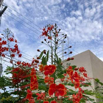 南国植物の画像 by ちゅら34さん | お出かけ先とオオゴチョウと南国植物と沖縄と赤い花とオオゴチョウ。とお散歩