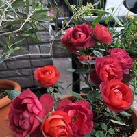 バラ 鉢植え,コーヒーオベーション バラ,おうち園芸,玄関の画像