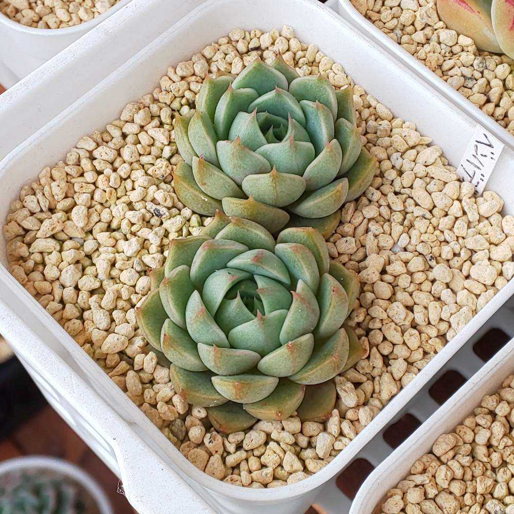 ティッピー×ベンバディス　韓国苗 ティッピー×ベンバディス 韓国苗 【公式通販】