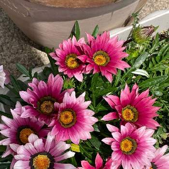 綺麗な色の画像 by りっこさん | ガザニアとお花大好き♡と花のある生活と華やかと鉢植えと綺麗な色