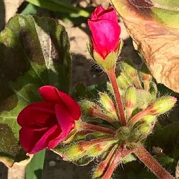 金曜日の蕾たちの画像 by 花土葉さん | 小さな庭と赤い花とお庭の植物と ゼラニウムと今日も元気でと金曜日の蕾たち