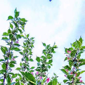 オオベニウツギの画像 by 夢遊歩人ꕤTOTOROGAOꕤさん | 広い庭と空ヘ　元気　UP⤴❦とウェイゲラ フロリダ バリエガータとオオベニウツギと斑入りオオベニウツギと庭木・花木とにわの草花とみどりのある暮らしと植物のある暮らしとyu ＆ゆうクラブとピンクの花とうちの庭と自然大好きとピンク大好きとＧＳだヨ！全員集合と幸せの黄色いお花といつも心に太陽をとピンクワールドへ ようこそと武器よ　さらばꕤと＃花友と＃花が好きと#写真好きと花が好きと仲良しリレー( 〃▽〃)と雲仲間