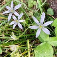 オーニソガラム,可愛い〜♡,清楚な白いお花,初夏,阿智村の画像